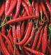 indian red chilli