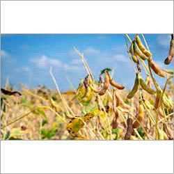 Raw Soybeans