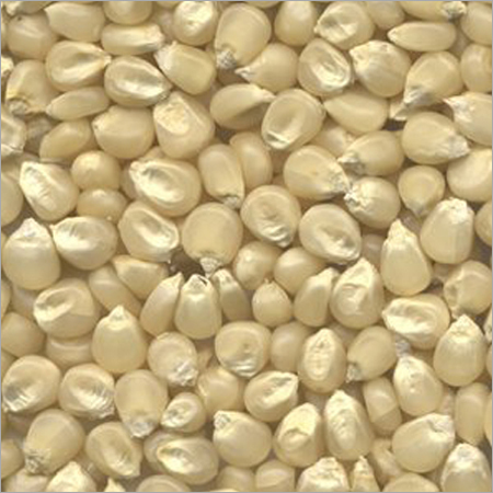 White Maize