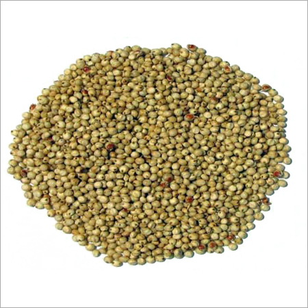 Grain Sorghum