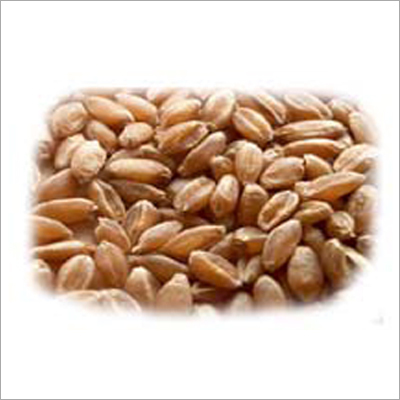 Whole Wheat