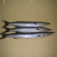 Barracuda Fish
