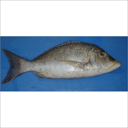 Emperor Fish