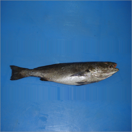 Chilled Croaker Fish