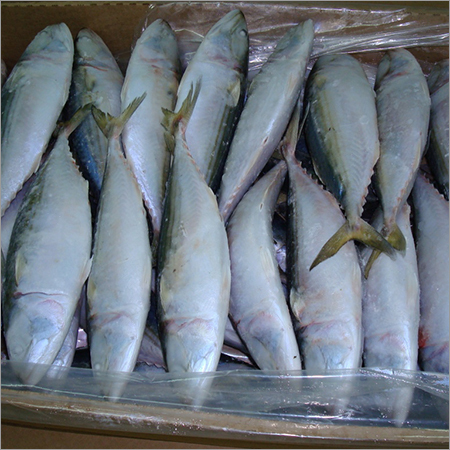 Indian Mackerel Frozen