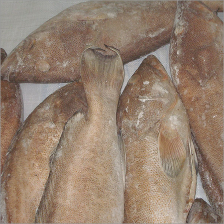 Frozen Grouper