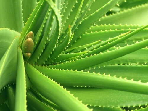 Aloevera Leaves