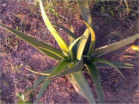 Aloe Vera Green Leaves
