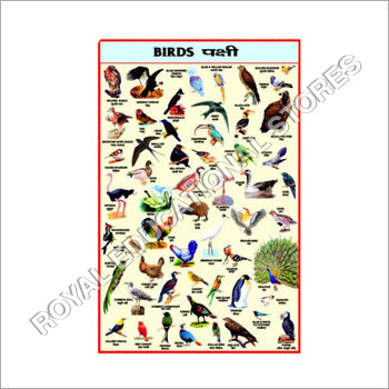 Birds Pictures Chart - Paper, Variable Dimensions, Multicolored | Clear Images, Bilingual Educational Aid