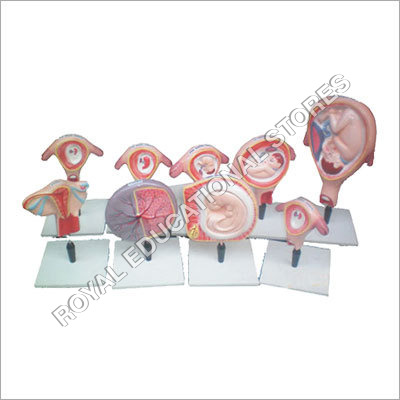 Human Embryo Model - Set of 9