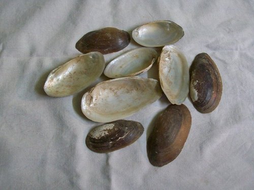 MOP Shell