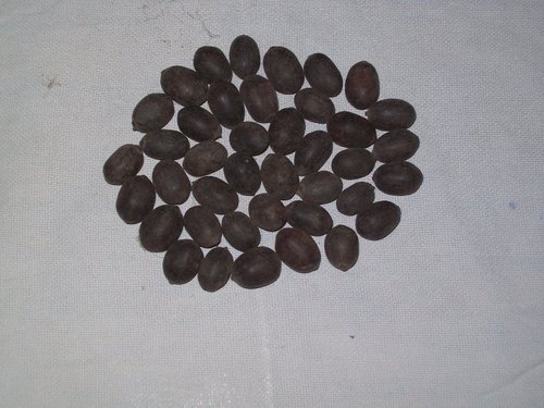 Kamal Gatta (Lotusseed)