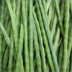 Green Moringa Drumstick