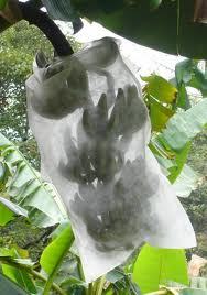 Banana Cover