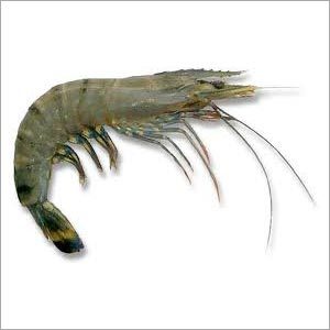 Water Prawn
