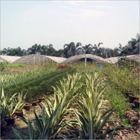 Nursery & Poly Houses - Polyethylene, Variable Dimensions | Steel Pipe Frame, Weather Protection, Pest Control, Climate Control, Easy Assembly, Durable