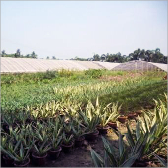 Nursery & Poly Houses - Polythene Material, Variable Size, Rectangular Shape | Durable Structure, Easy Assembly, Weather Resistant, Pest Control, UV Resistant