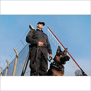Dog Squard - German Shepherd, 55-65 cm Height, 22-40 kg, 9-13 Years Lifespan | Security, Protection, Detection, Trained, Loyal