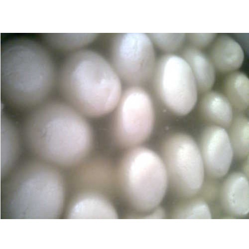 Bengali Rasgulla