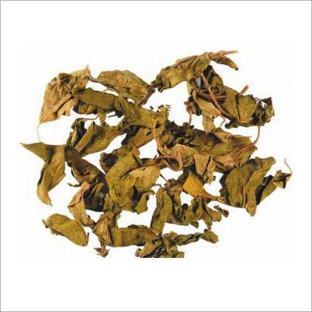 Herbal Product Gymnema Sylvestre Dry Leaves