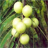 Emblica Officinalis