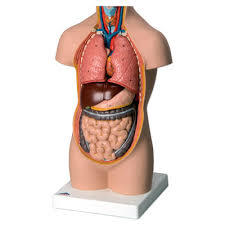 Anatomy Models
