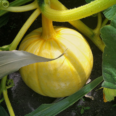 Yellow Pumpkin
