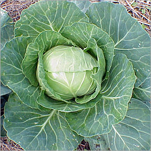 Cabbage