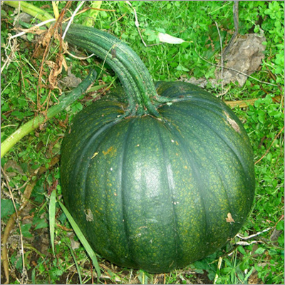 Green Pumpkin