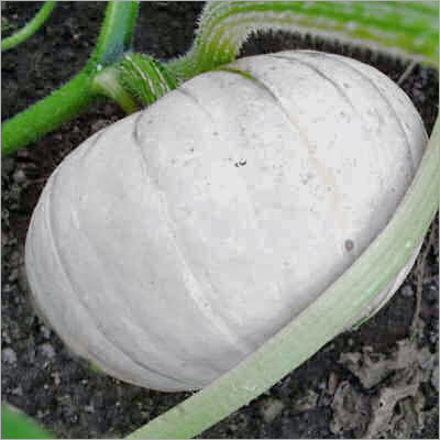 White Pumpkin