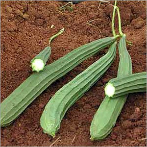 Ridge Gourd