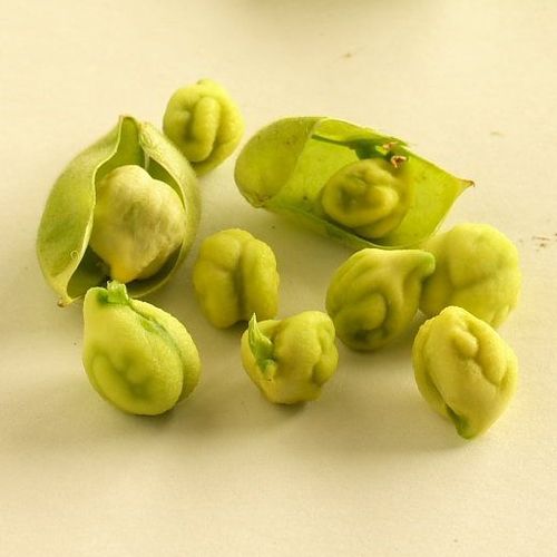Fresh Chana