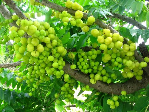 Goose Berrys - Green, Round, Variable Size | Tart Taste, Rich Vitamin C, Easy to Grow, Pest Resistant