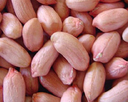 GroundNut