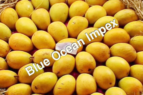 Alphonso Mango