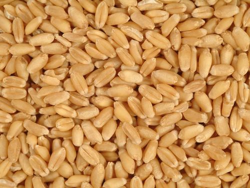 Whole Wheat
