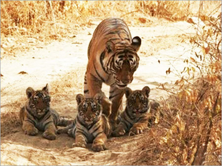 Ranthambore Tour Package