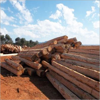 Wood Timber