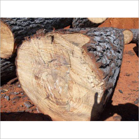 Round Pine Wood Plank