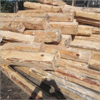 Forest Wood Log