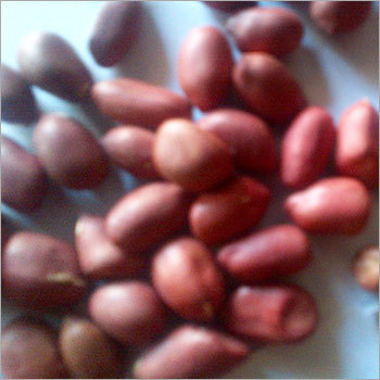 Ground Nut Kernel