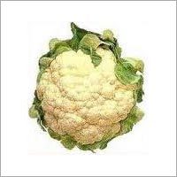 Cauliflower Plants