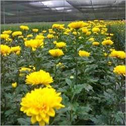 Flower Plantation