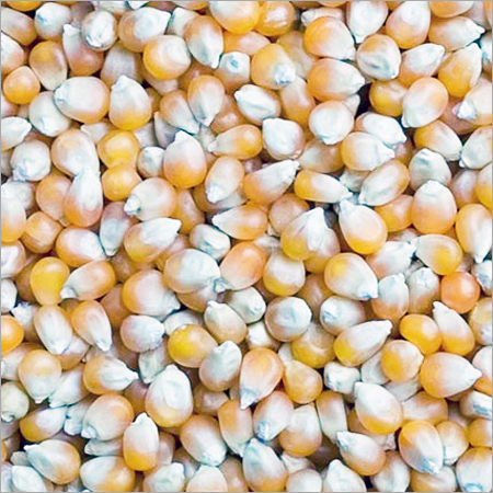 Yellow Maize