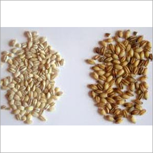 Barley Grains