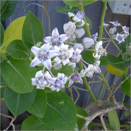 Calotropis Gigantea
