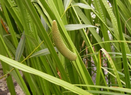 ACORUS CALAMUS