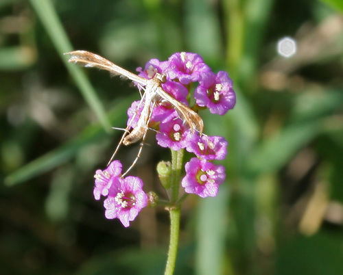 Boerhavia Diffusa
