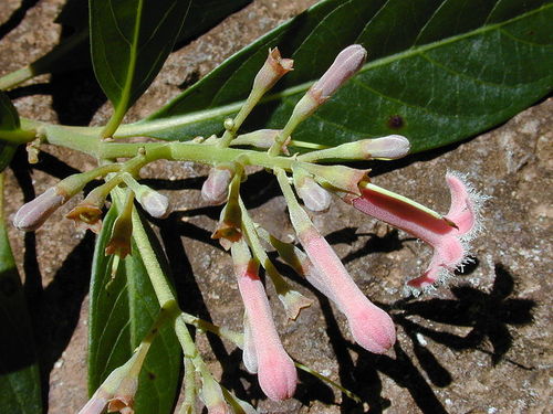 Cinchona bark