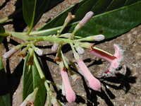 Cinchona Bark